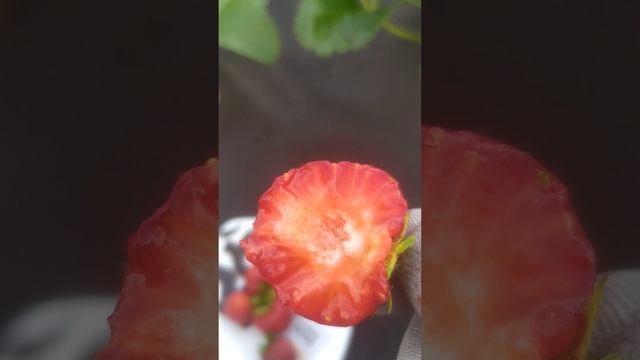 сорт Кимберли