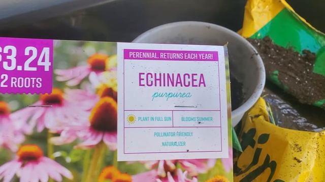 How to grow Echinacea purpurea roots🌱