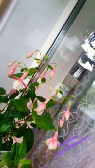 #комнатныецветы #комнатныерастения #фуксия #фуксияцветет #балкон #цветынабалконе #shorts #красота