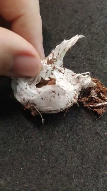 Вскрываем кокон паука. Пецилка. Птицеед #птицееды #паукиптицееды