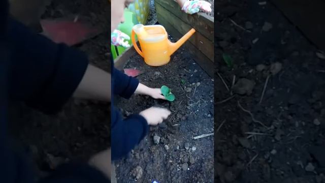 Посадка тыквы.