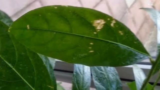 Raat Ki Rani/ Queen of Night