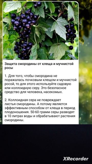 🌱 Защита СМОРОДИНЫ от вредителей и мучнистой росы