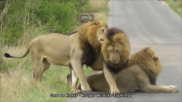 3 Male Lions in Kruger - Show how to Love with Passion❤❤