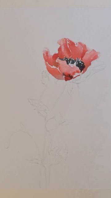 Watercolor Painting  - Flowers: Poppy #shorts #watercolor #lessons