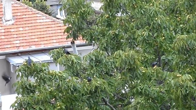 ДА ОБЕРЕМ ОРЕХИТЕ crows gathering walnuts