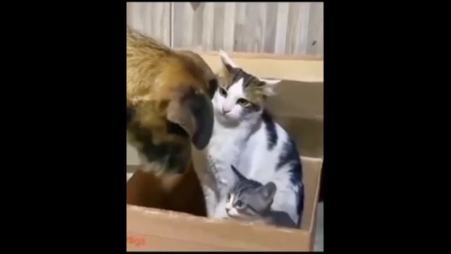 смешные коты ‼️ приколы с котами ‼️ с смешной озвучкой ‼️