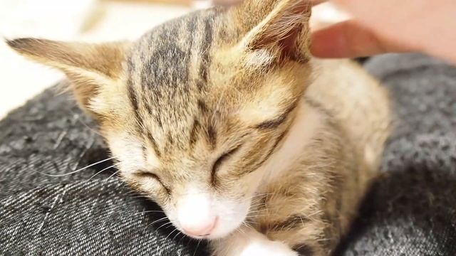 ママの上で甘えていたら眠たくなった子猫【赤ちゃん猫　保護猫】