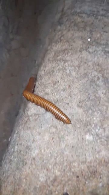 WOW! 😵 #millipede #millipedes #insect #worms #phobia #scary #shorts #yt #viral #reels #trending #us