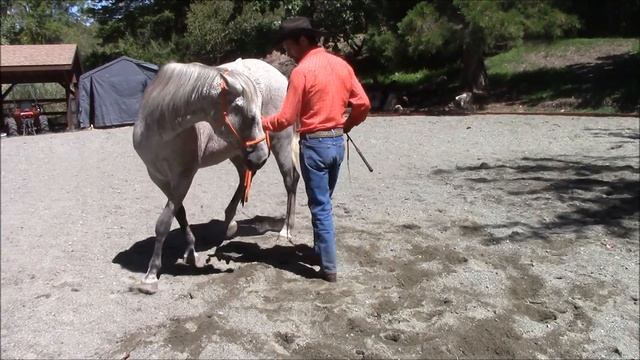 Preview, Teaching Your Horse How To Lunge, Mike Hughes, Auburn California