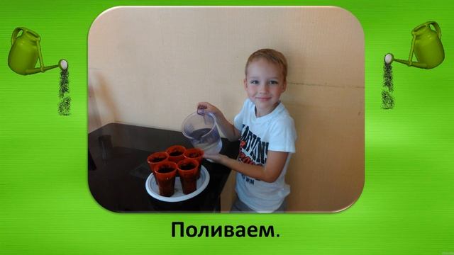 Прорастание огурца
