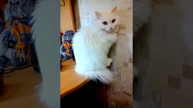 Любовь к оливкам