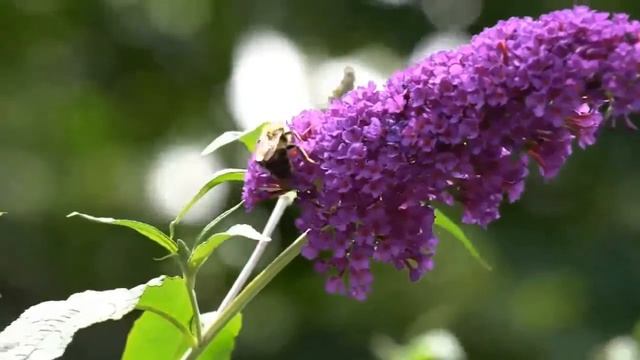 Summer is Here, and So are the Insects!