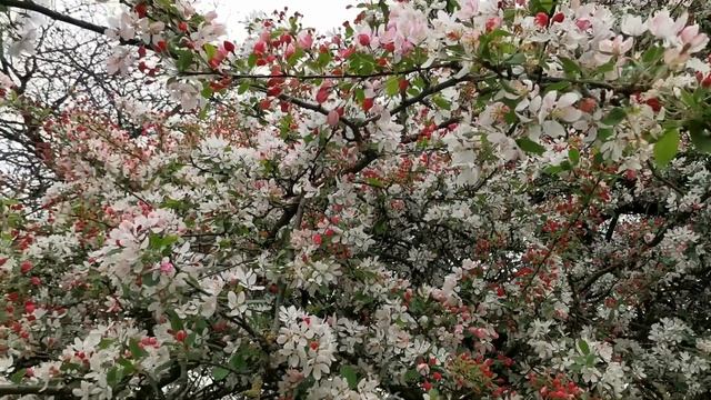 Cherry trees. #cherry #trees #sakura #hanna #cherryblossom #treegender #botany #japan #matsuri
