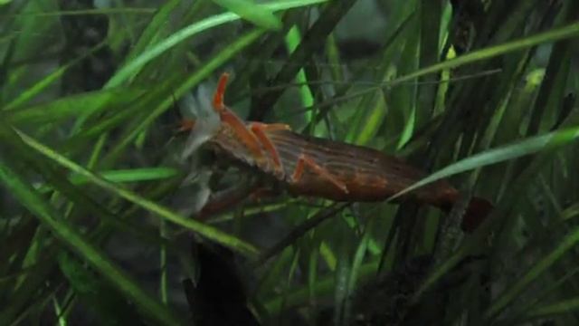 Wood shrimp (Atyopsis mollucensis)