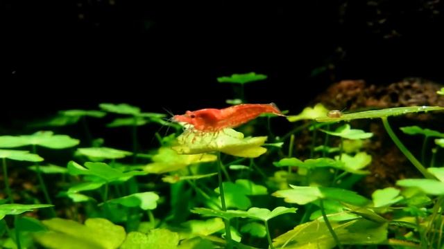 Low Tech 27l
