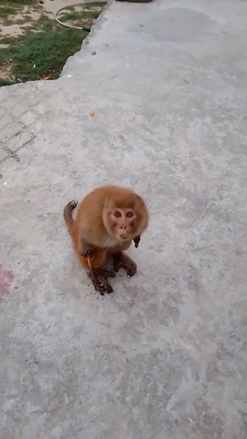 The Monkey's Hands & Legs Burnt By Fire