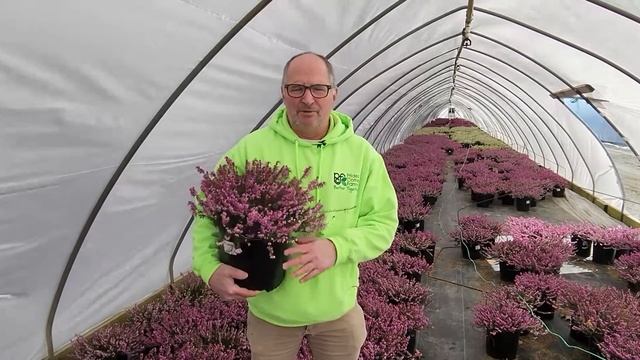 Erica 'Mediterranean Pink' at Prides Corner Farms
