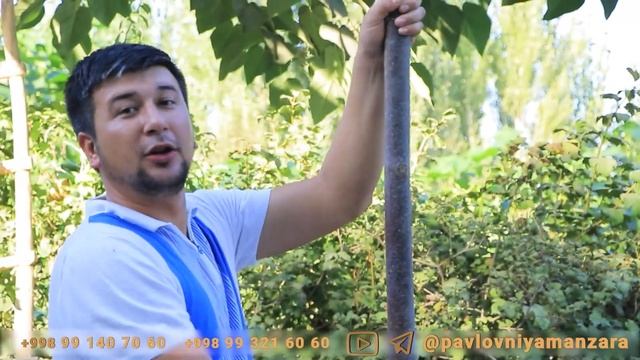 Нега энди Павловния экиш керак?
