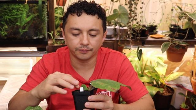 Huge Hoya import 6 month update ; Show me the Green episode 59