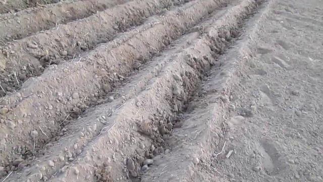 Садили Картофель Трактором Очень Быстро