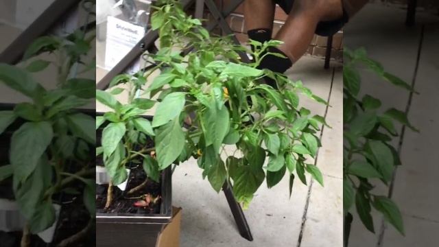 Organic gardening
