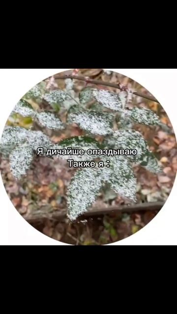 Кокосовая стружка  #shortvideo