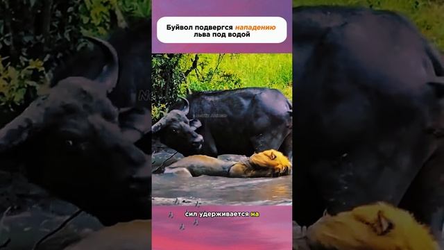 мин животных