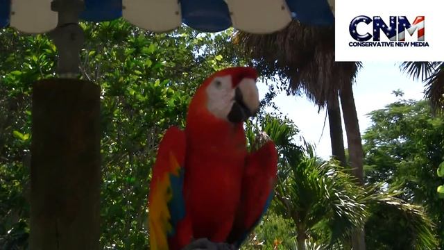 Scarlet Macaws (Birds) in 1080P HD
