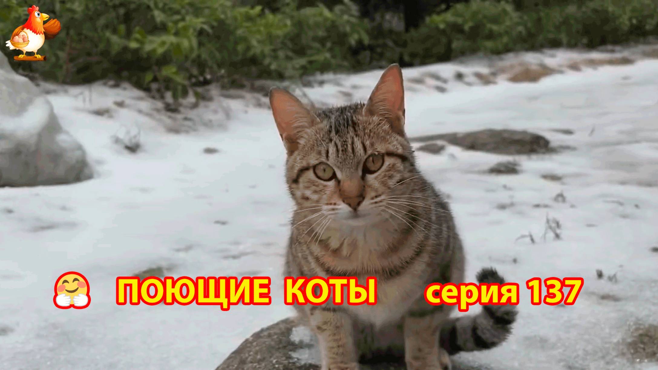 Крутые коты у птичьего двора серия (137) 🐈🐈⬛😹 Природа Абхазии и подворье с птицами и животными ❣