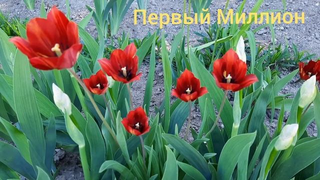 Butterflies ln Love Classic Music