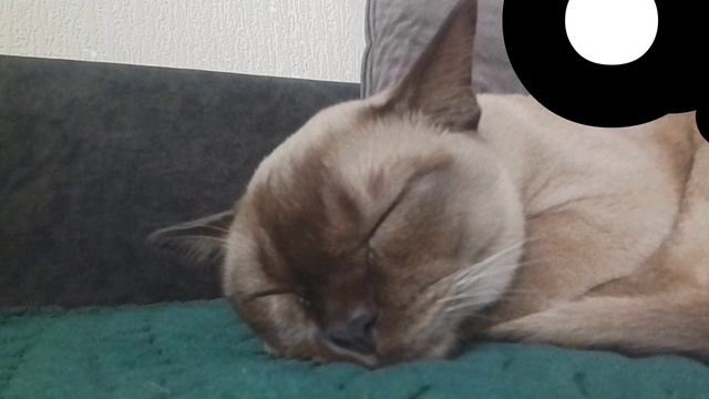 Моя милая кошка часть 2.