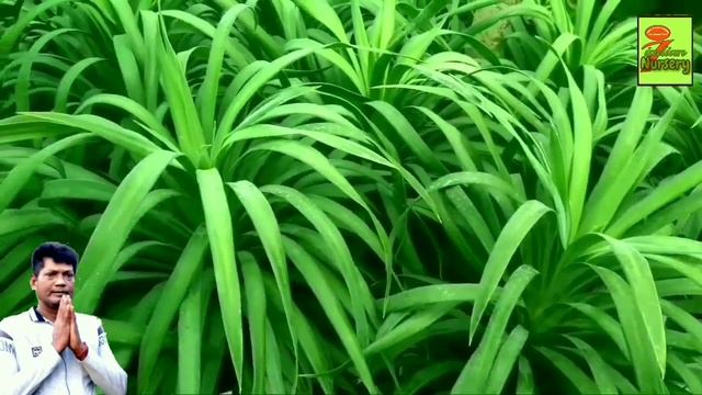 NURSERY VISIT|JAMUNA NURSERY IN MUCHISA|যমুনা নার্শারী পরিদর্শন মুচিশা