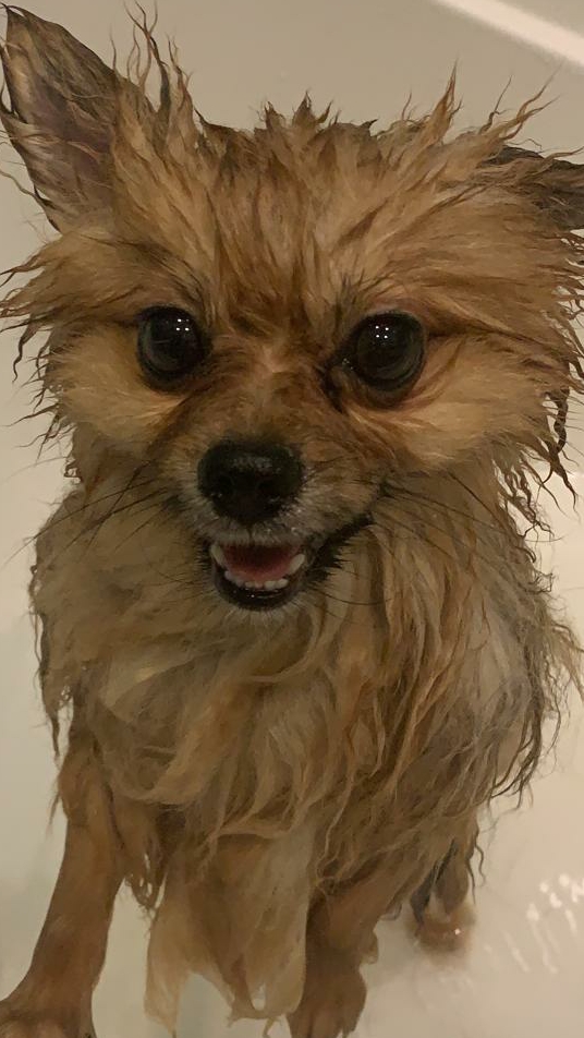 КУПАЕМСЯ....🐶