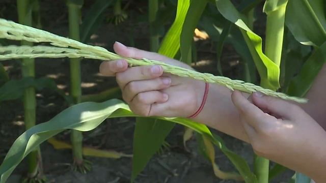 Local corn is well past 'knee-high by the 4th of July'