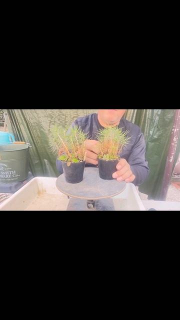 ①黒松実生で、超ミニ盆栽を作る。　　　【超ミニ盆栽】
