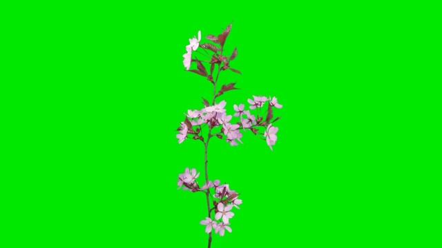 Sakura Bloom Green Screen Overlay Effect Stock Footage || Chroma key