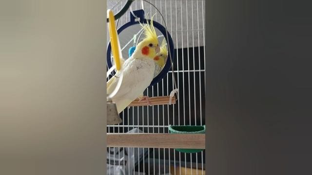 Волнистый попугайчик и попугай корелла друзья.