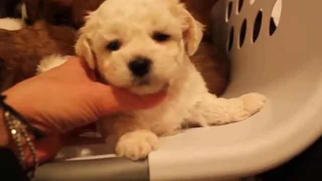 Puppy Selection! Our Twilight Volturi themed litter!