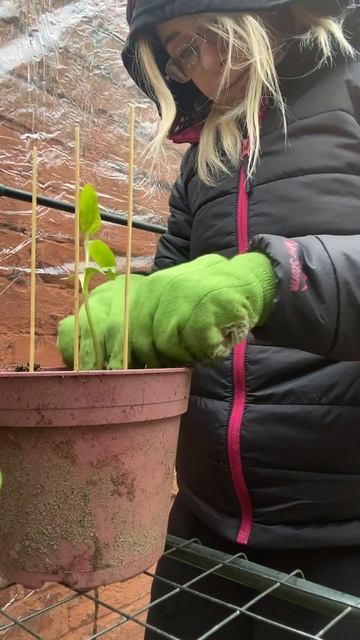 Planting sunflowers 🌻 #gardening #garden #planting #plants #sunflowers #greenfingers #seeds #plant