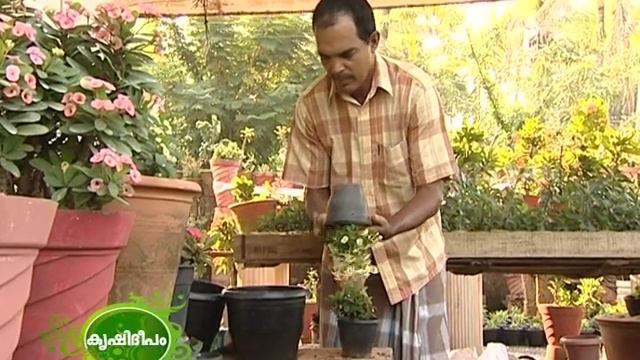 Success story on cultivation of euphorbia by Mr.Sathar, Kannur