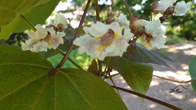 Catalpa × erubescens 'Purpurea'  katalpa křížená