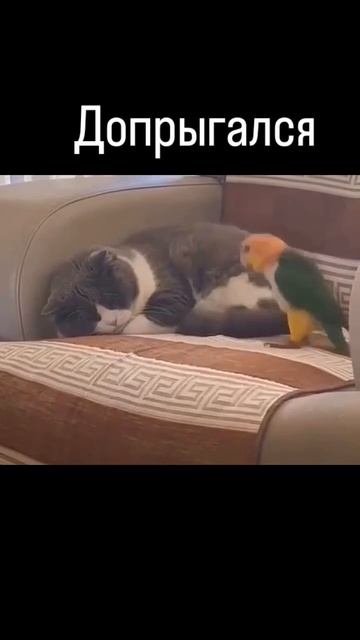 Когда хочется поспать, а тебе не дают🫣