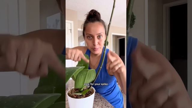 All you need to know about orchid care #orchidcare #orchidlover #plantcaretips #plants