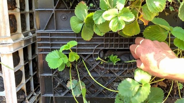 How to Root Strawberries from Runners, Keeping Strawberries Producing & Strawberry Types Explained🍓
