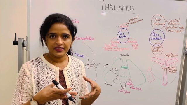 Thalamus …part 1 …Diencephalon & subdivisions😇🤗