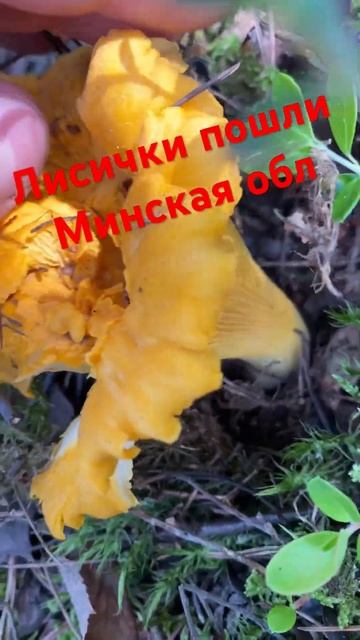 Лисички есть,август 2023 #forest #беларусь #2023 #грибы