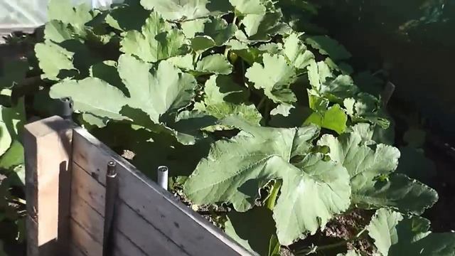 Allotment Diary July 25 : Veg Plot, Polytunnel & Greenhouse Gardening update.