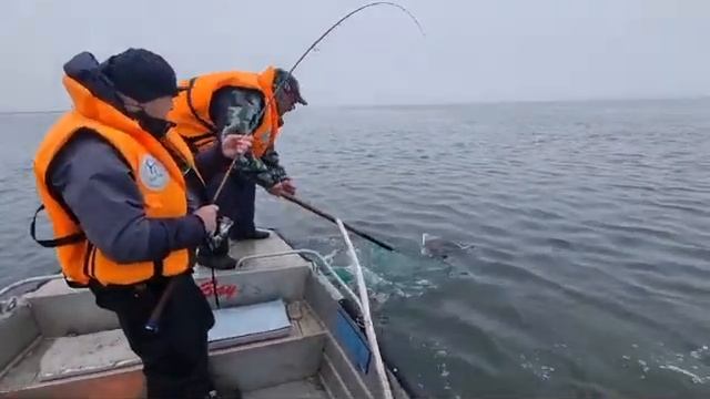 Мой таймень 8,5кг Набильский залив, Сахалин