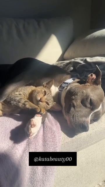 Каждому пёселю нужен котобрат 😍💪😁  #Пёс #Да #Лис #кот #cat #dog